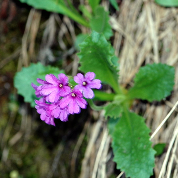 Primula latifolia / Primula a foglie larghe